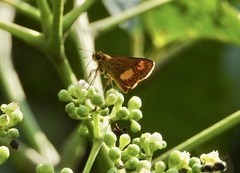 Oriens paragola