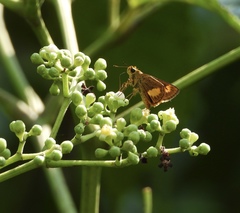 Oriens paragola
