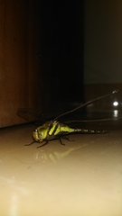 Anaciaeschna jaspidea