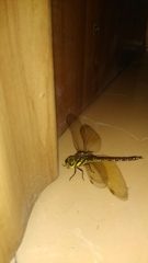 Anaciaeschna jaspidea