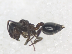 Crematogaster auberti