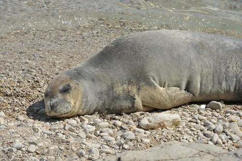 Mediterranean Monk Seal