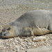 Mediterranean Monk Seal - Photo (c) Maximilian Wagner, some rights reserved (CC BY-NC)