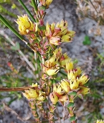 Stylapterus fruticulosus