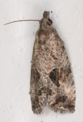 Endothenia nubilana