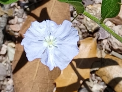 Evolvulus nuttallianus