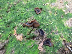 Peziza atrovinosa