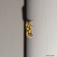 Miltochrista conjunctana