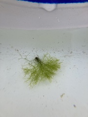 Cladophora rupestris