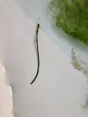 Chaetomorpha melagonium