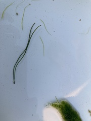 Chaetomorpha melagonium