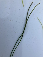 Chaetomorpha melagonium