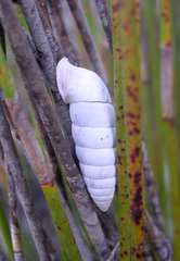 Fauxulus capensis