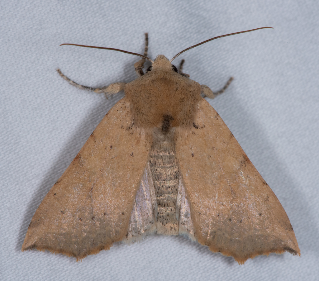 Perigonica angulata