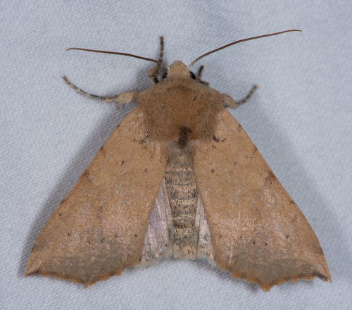 Perigonica angulata