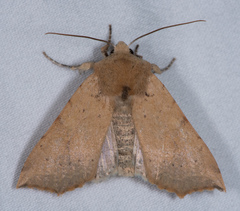Perigonica angulata