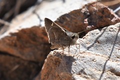 Atrytonopsis pittacus