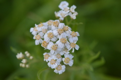 Achillea salicifolia
