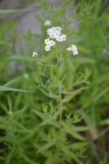 Achillea salicifolia