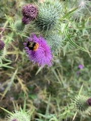 Bombus lapidarius