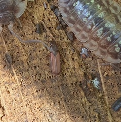 Pediacus