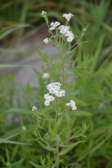 Achillea salicifolia
