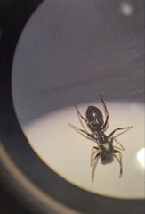 Myrmarachne laurentina