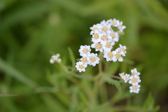 Achillea salicifolia