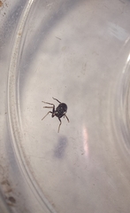 Myrmarachne laurentina