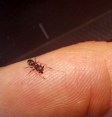 Myrmarachne laurentina