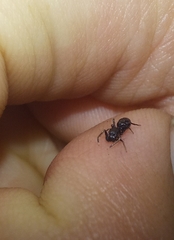 Myrmarachne laurentina