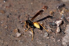 Mischocyttarus flavitarsis