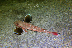 Chelidonichthys obscurus