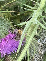 Bombus
