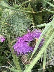 Bombus