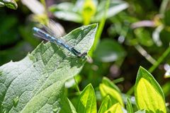 Coenagrion hastulatum