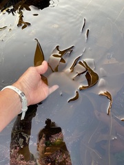 Laminaria digitata