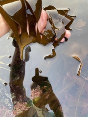 Laminaria digitata