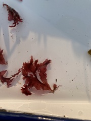Phycodrys rubens