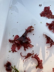 Phycodrys rubens