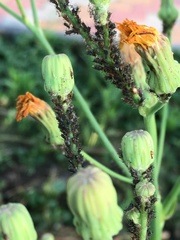 Myzus cerasi