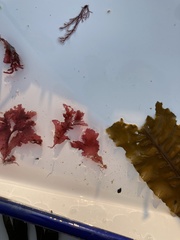 Phycodrys rubens