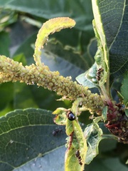 Eucallipterus tiliae