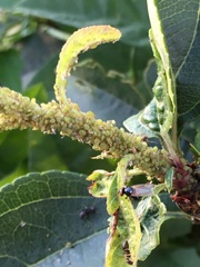 Eucallipterus tiliae