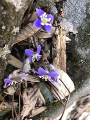 Hepatica