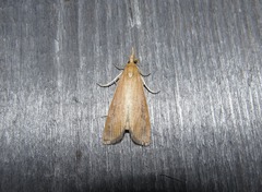 Schoenobius gigantella