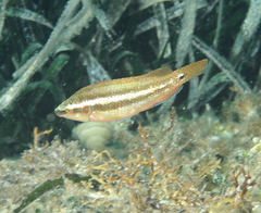 Symphodus ocellatus