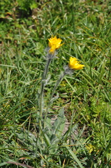 Hieracium villosum
