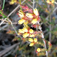 Stylapterus fruticulosus