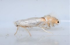 Phyllonorycter clemensella